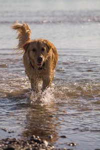 金色猎犬在海滩上享受