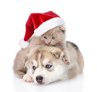 宠物 说谎 友谊 有趣的 圣诞节 可爱的 朋友 愉快的 血统
