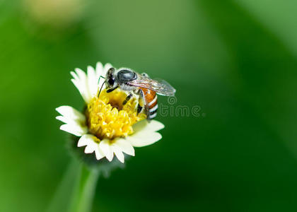 蜜蜂在小花上