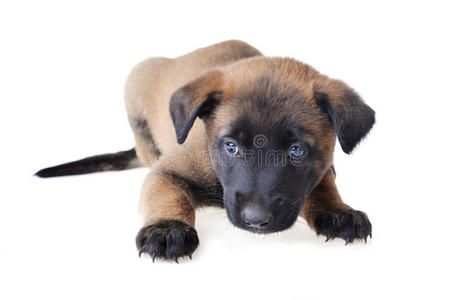 休息 鼻子 满的 犬科动物 可爱的 哺乳动物 血统 被单