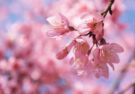 盛开 泰国 春天 日本 花园 植物区系 樱花 花的 自然