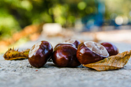 falloftheleaf板栗种子照片