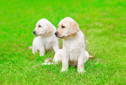 可爱的两只小狗，拉布拉多猎犬，户外草地上