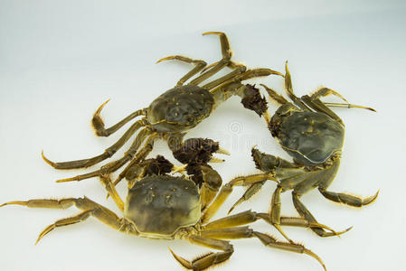 中活泥蟹-锯缘青蟹螃蟹-活蓝螃蟹3活的阿拉斯加帝王蟹活大闸蟹活蟹宏