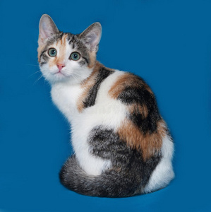 三色小猫图片