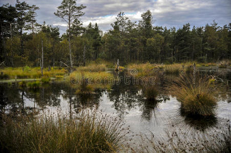 森林 公园 羡慕 自然 池塘 天空 国家的 地平线 国家