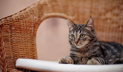 小猫 猫科动物 捕食者 耳朵 哺乳动物 自然 猫咪 美丽的