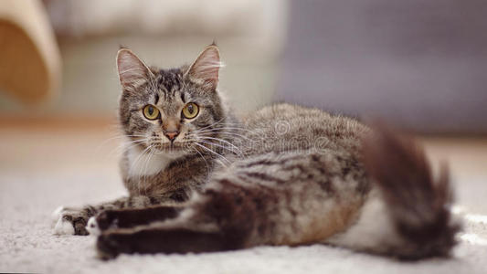 毛茸茸的 猫咪 爪子 猫科动物 美丽的 基蒂 好奇心 食肉动物