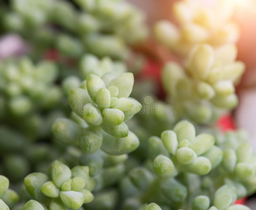 仙人掌 绿色植物 活的 树叶 美丽的 农业 植物区系 建筑