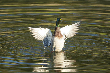颜色 羽毛 绿头鸭 动物 下午 飞行 卡罗莱纳州 拍打 观鸟