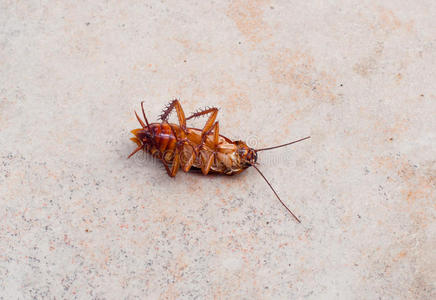 蟑螂 污垢 后面 厨房 卫生 房子 天线 生物 甲虫 身体