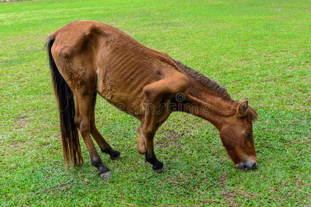 马蹄腿图片-马蹄腿素材-马蹄腿插画-摄图新视界