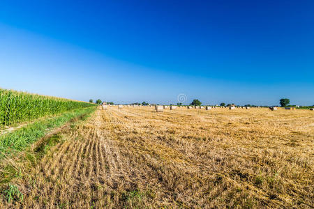 谷类食品 农业 场景 收获 草地 农场 植物 天空 风景