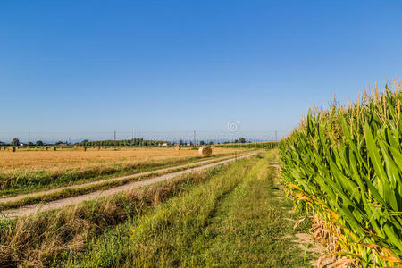 干草 土地 环境 谷类食品 稻草 农事 领域 堆栈 生长