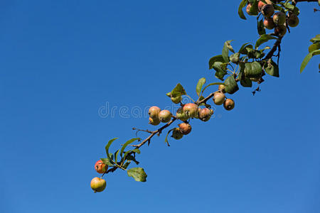 一棵野生苹果树的树枝映衬着蓝天