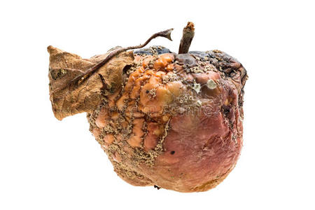苹果腐烂过程图片
