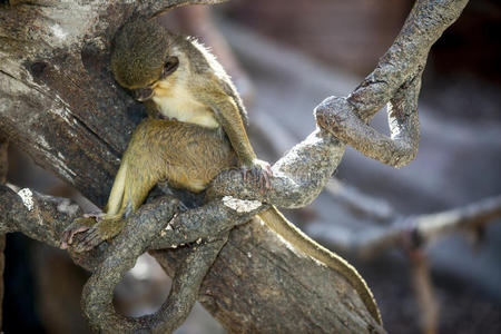 树栖哺乳动物图片