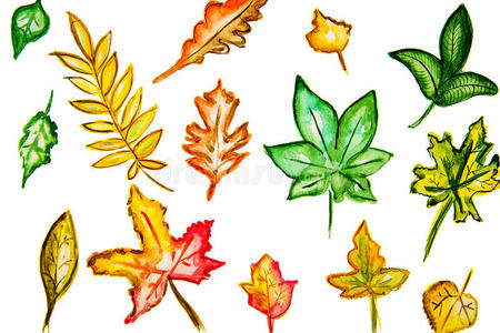 颜色 花的 纸张 自然 植物 油漆 特写镜头 山毛榉 树叶