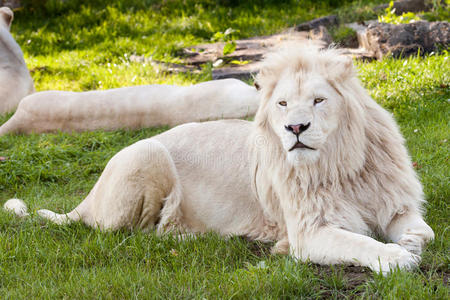 白狮狮鹫冠乌克兰和俄罗斯的国家宝狮白狮公狮造型跳跃狮狮鹫马纹章