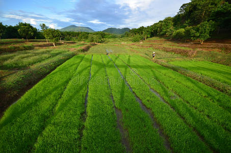 泰国的绿色大米