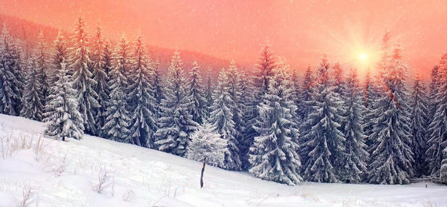 童话 假日 白霜 美丽的 公园 降雪 一月 环境 季节 自然