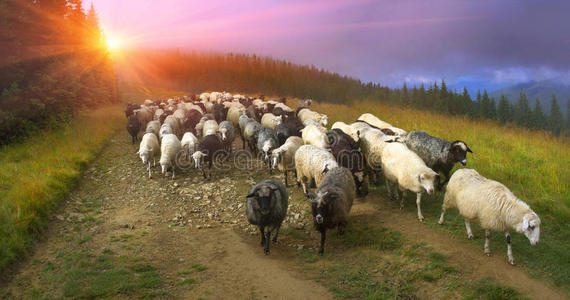 喀尔巴阡山的羊