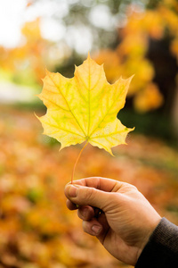 金色的秋天，红叶。 秋天，季节性自然，美丽的叶子