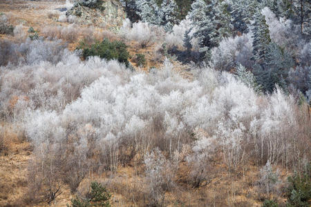 风景 颜色 灌木 冷冰冰的 情景 分支 雾凇 林间空地 寒冷的