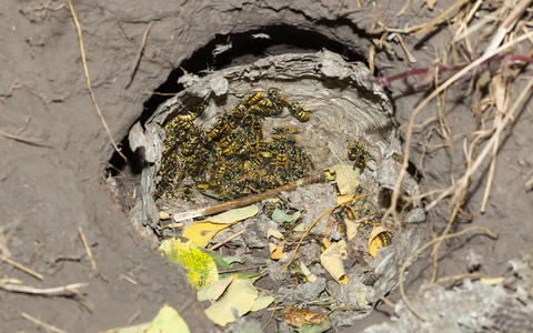 黄蜂 特写镜头 昆虫 野生动物 殖民地 纸张 蜜蜂 毒刺