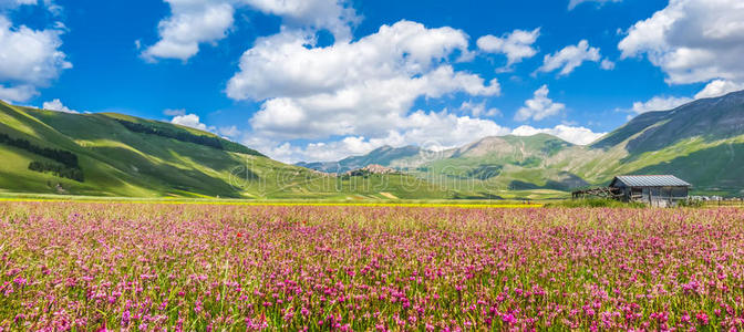 假期 意大利语 马奇 伟大的 草地 花园 意大利 乡村 美丽的