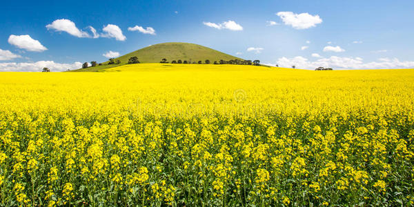 澳大利亚油菜田照片