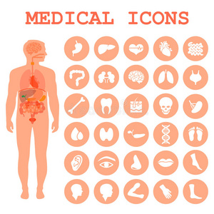 信息图表 人类 解剖学 偶像 图表 器官 眼睛 膀胱 医疗保健
