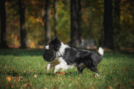 狗品种边境牧羊犬