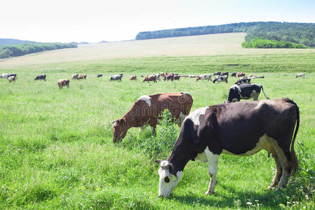 在绿草地上吃草的奶牛