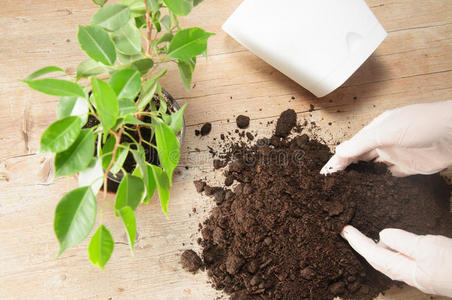 挖掘 成长 花盆 爱好 培养 地面 农业 园丁 照顾 室内植物