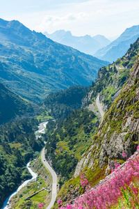 植物 阳光 开花 植物区系 瑞士 曲线 土地 阿尔卑斯山