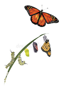 形象 动物学 昆虫 蝴蝶 君主 变形 动物 生活 毛虫 自然