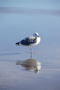 海岸 俄勒冈州 枕骨 野生动物 反射 海滨 动物 海鸥 海滩