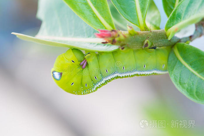 绿叶上的绿色毛毛虫