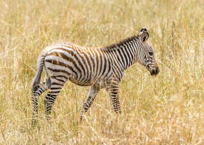 帝国的斑马斑马宝宝照片