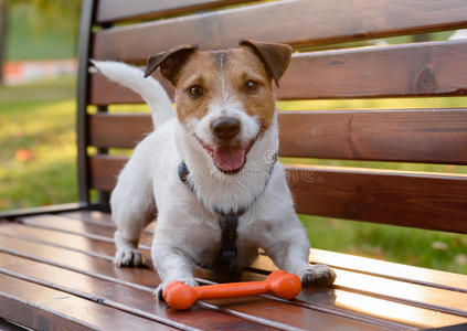 说谎 犬科动物 长凳 纯种 玩具 宠物 杰克 公司 可爱的