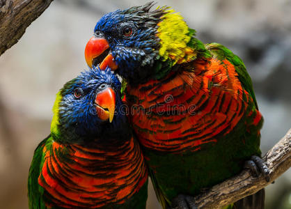 彩色彩虹萝莉鸟圣诞小图案卡通小绵羊可爱的小甜和甜点的集合涂鸦图标
