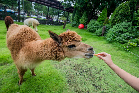 羊驼喂养图片