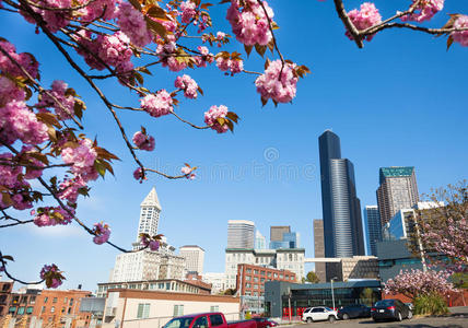 樱花和西雅图市中心的城市景观