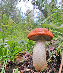 烹饪 蘑菇 植物区系 饮食 成长 帽子 苔藓 草地 欧点