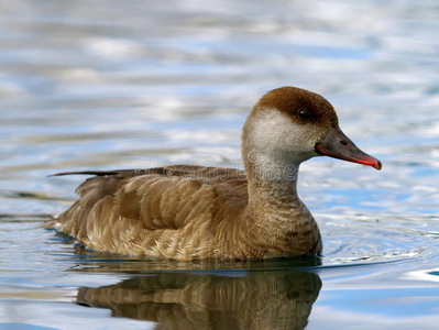 鸟类学 动物群 肖像 鸭子 野生动物 自然 欧洲 池塘 鸟类