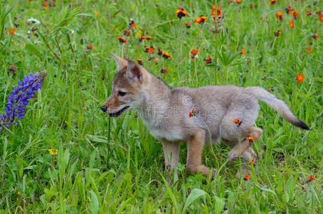 露出岩石的郊狼幼崽只野狼小狼崽在野花里和妈妈玩耍只野狼狼崽和妈妈