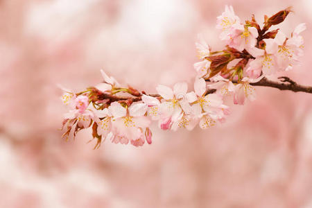 日本人 盛开 自然 植物区系 植物学 园艺 美女 花儿 樱桃