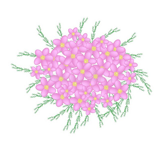 菊科 饮料 芳香疗法 开花 医学 乳脂 草本植物 树叶 插图