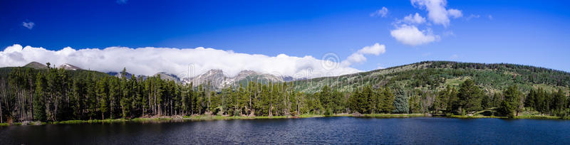 全景图 松木 领域 威尔 科罗拉多 国家 风景 美丽的 森林
